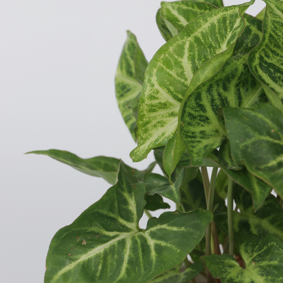 Syngonium podophyllum 'Pixie' - Kleines Herzblatt