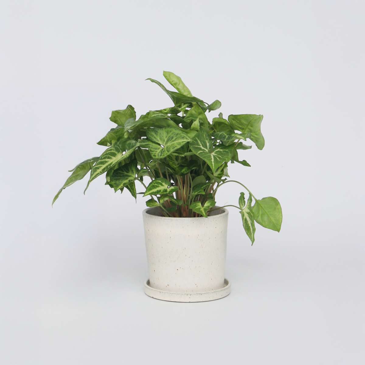 Syngonium podophyllum 'Pixie' - Kleines Herzblatt