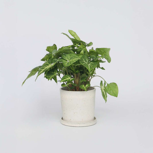 Syngonium podophyllum 'Pixie' - Kleines Herzblatt