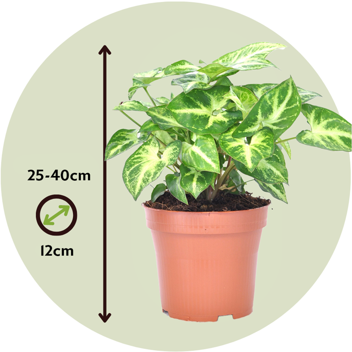 Syngonium podophyllum 'Pixie' - Kleines Herzblatt