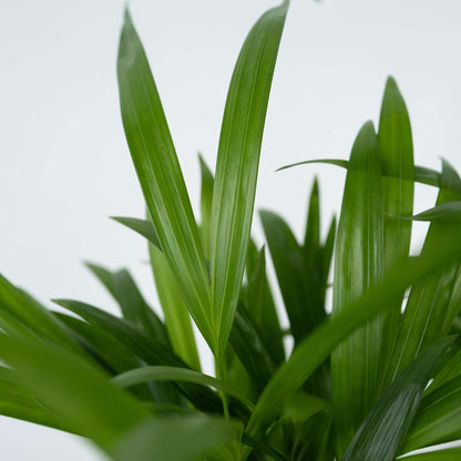 Dypsis Lutescens - Goldene Palme