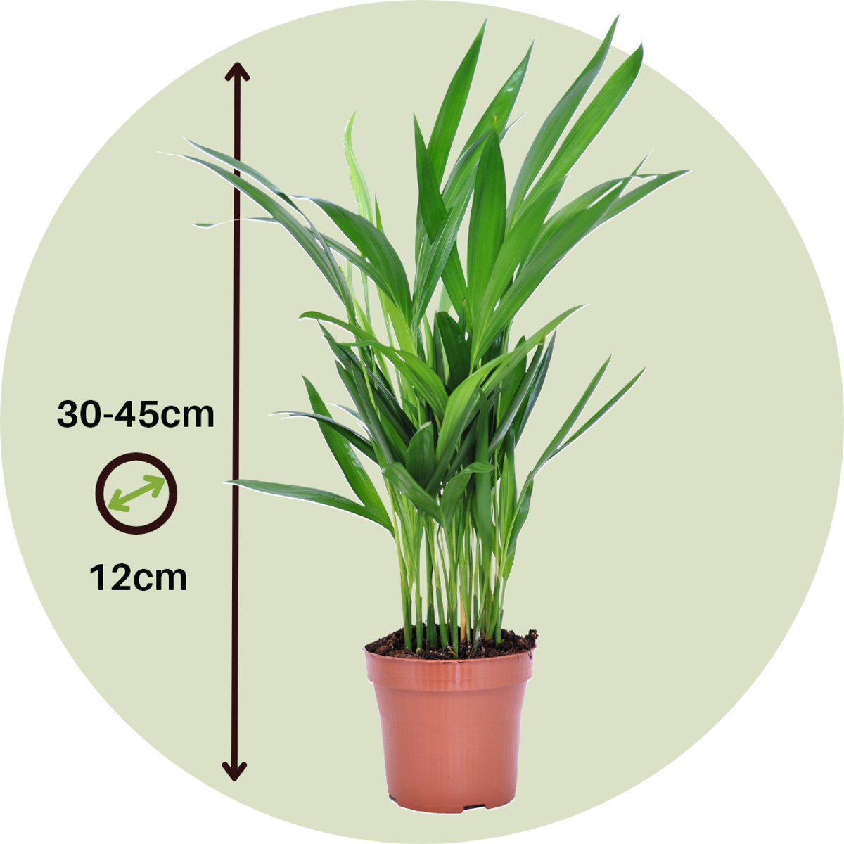 Dypsis Lutescens - Goldene Palme