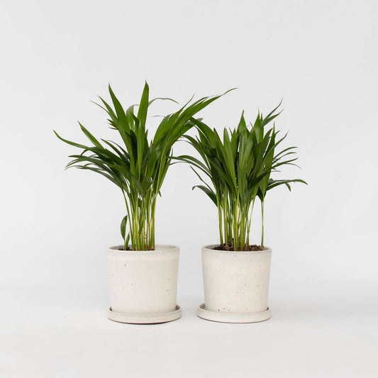 Dypsis Lutescens - 2er-Set - Areca