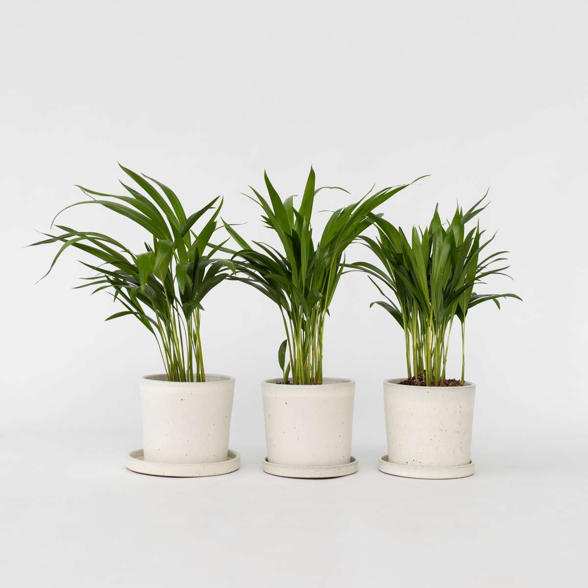 Dypsis Lutescens - 3er-Set - Areca