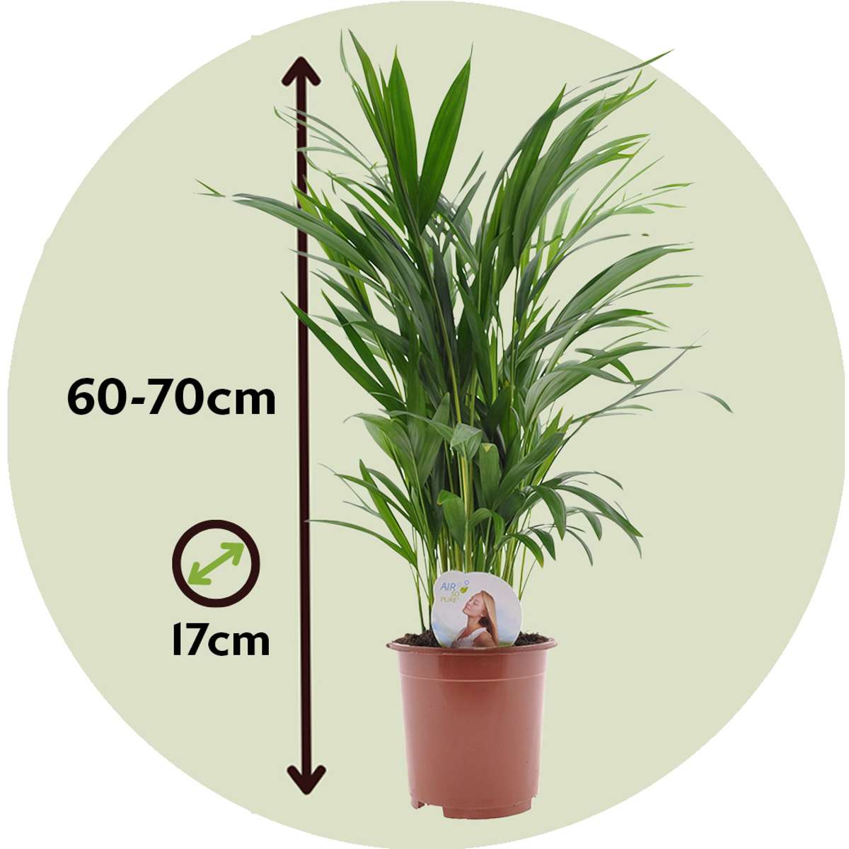 Dypsis Lutescens - 4er-Set - Areca