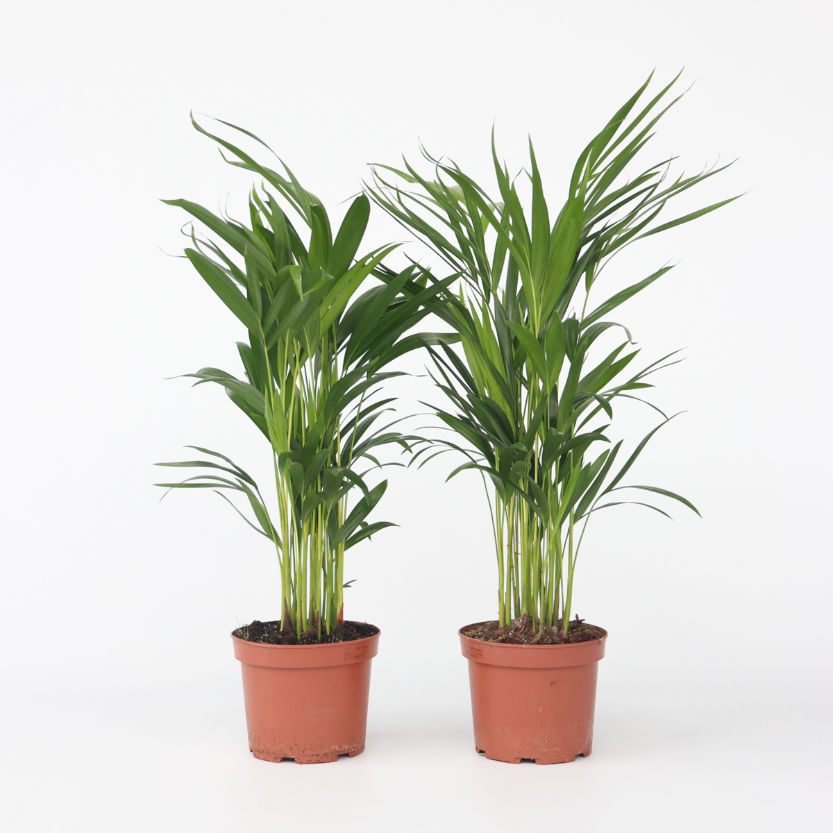 Dypsis Lutescens - 4er-Set - Areca
