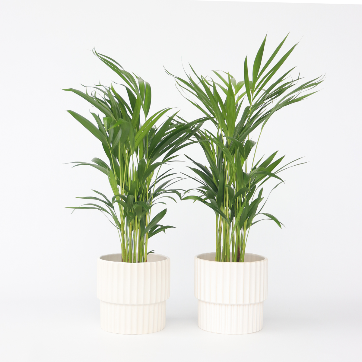 Dypsis Lutescens - 4er-Set - Areca