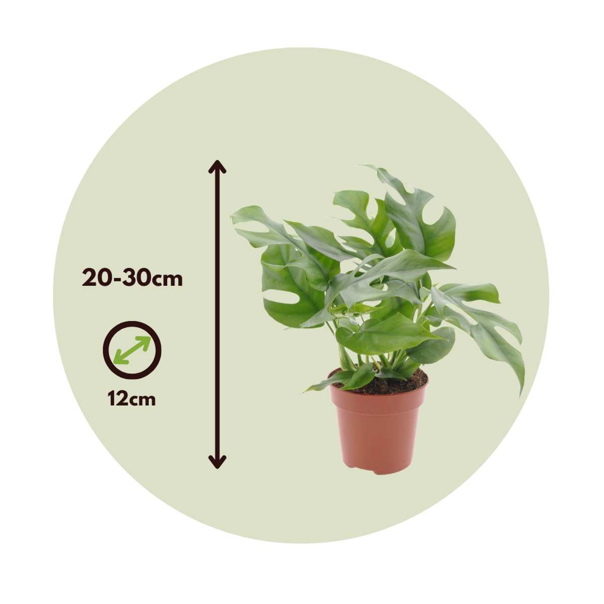 Rhaphidophora tetrasperma - 2er-Set - Monstera minima