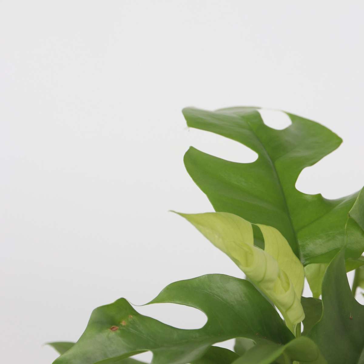Rhaphidophora tetrasperma - 2er-Set - Monstera minima