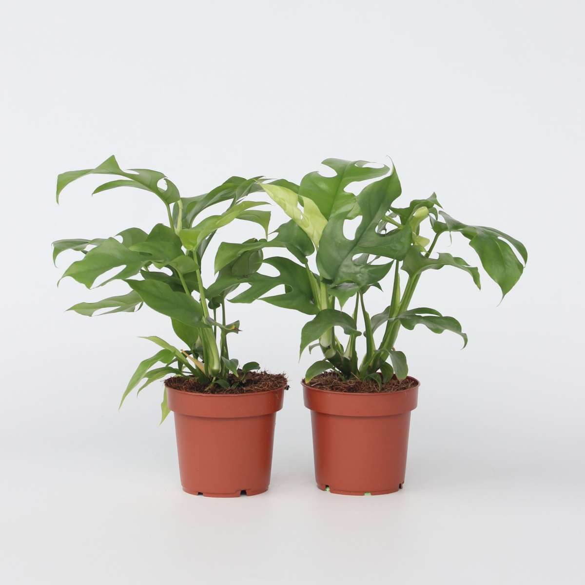 Rhaphidophora tetrasperma - 2er-Set - Monstera minima