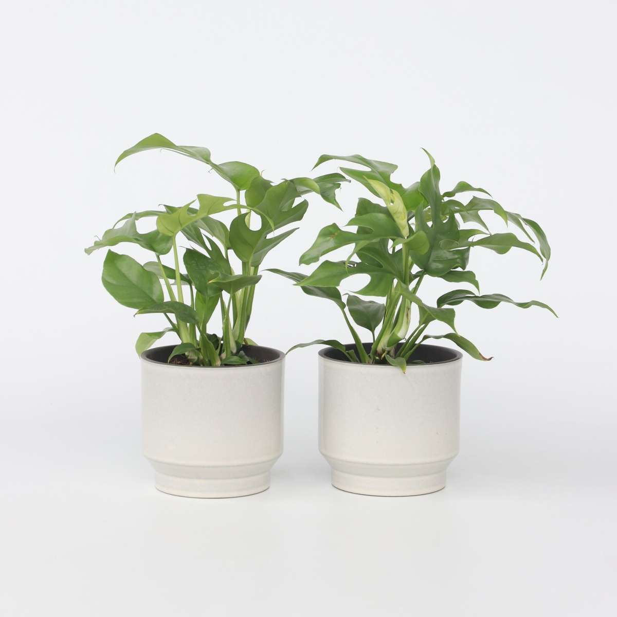 Rhaphidophora tetrasperma - 2er-Set - Monstera minima
