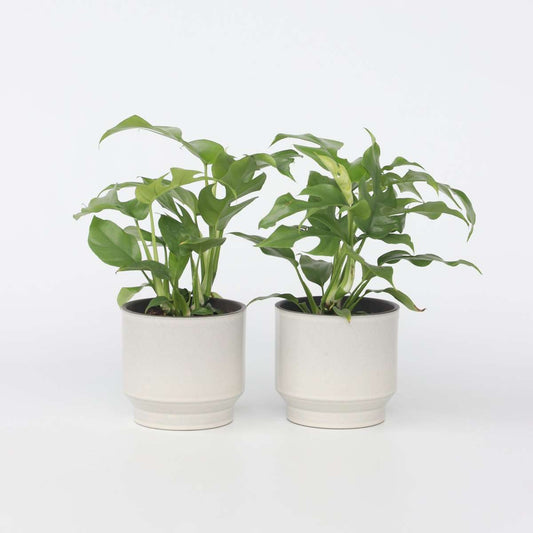 Rhaphidophora tetrasperma - 2er-Set - Monstera minima