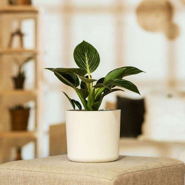 Philodendron 'White Wave' - 2er-Set