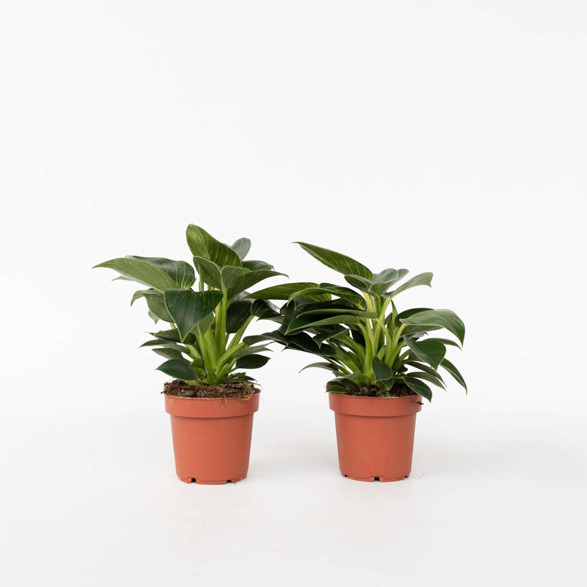 Philodendron 'White Wave' - 2er-Set