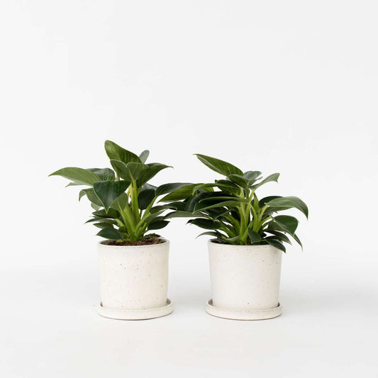 Philodendron 'White Wave' - 2er-Set