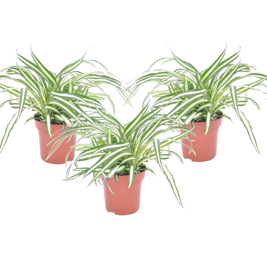 Chlorophytum comosum 'Atlantic' - 6er-Set