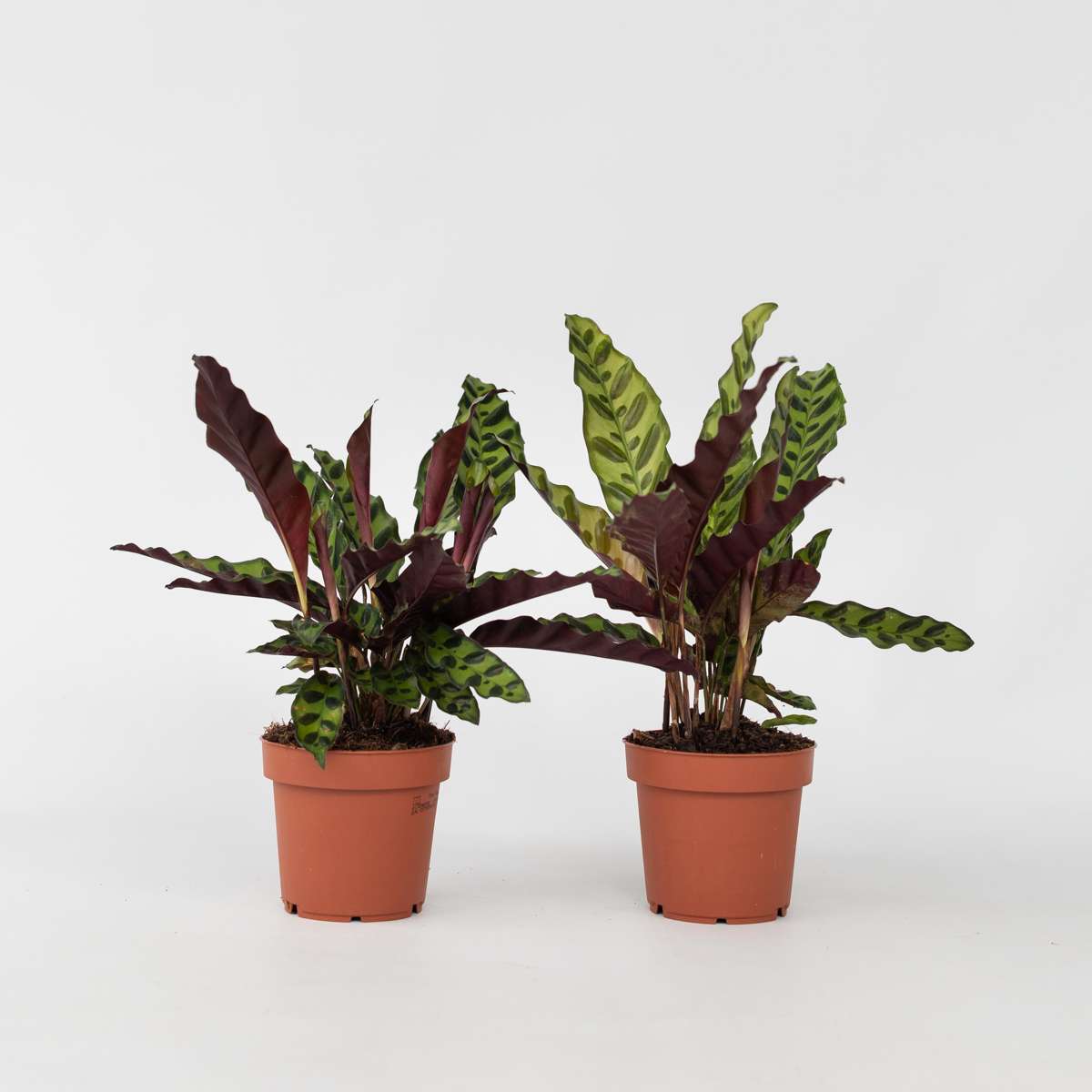 Calathea Insignis – 2er-Set – Marantaceae