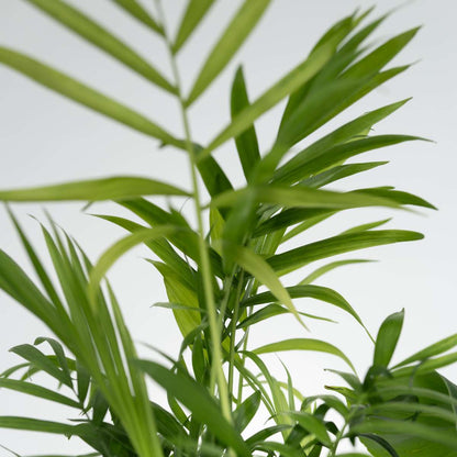 Luftreinigende Zimmerpflanzen - 4er-Mix