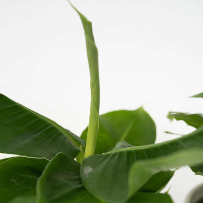 Luftreinigende Zimmerpflanzen - 4er-Mix