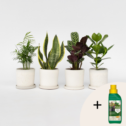 Oersterke Kamerplanten - Mix van 4 - Met plantenvoeding