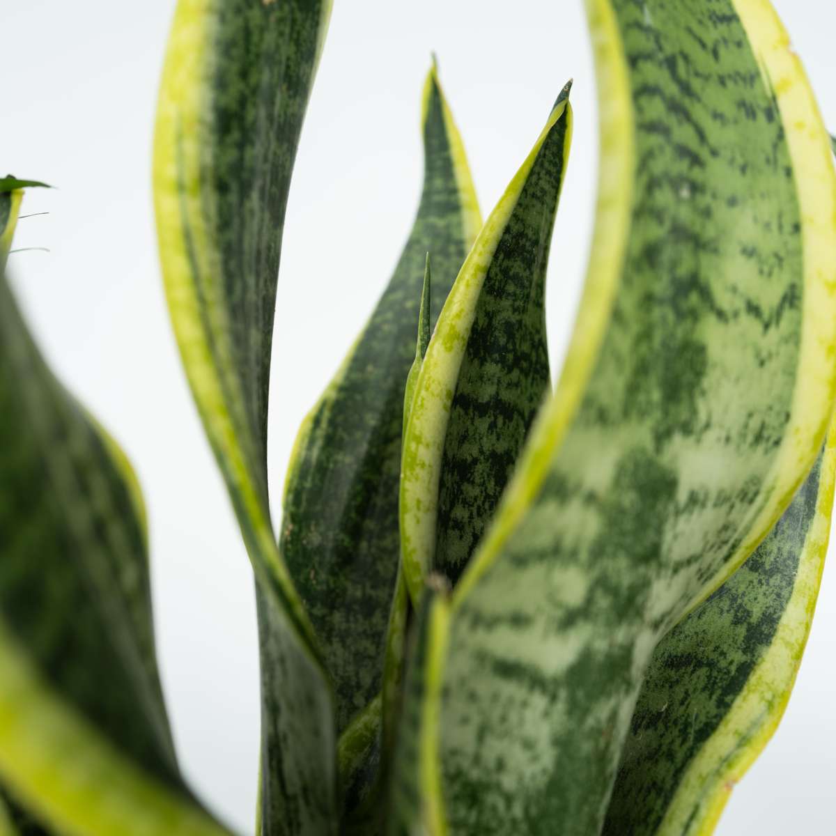 Oersterke Kamerplanten - Mix van 4 - Met plantenvoeding