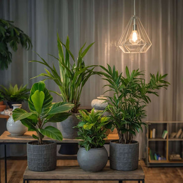 Trendy Home - Zimmerpflanzen-Set