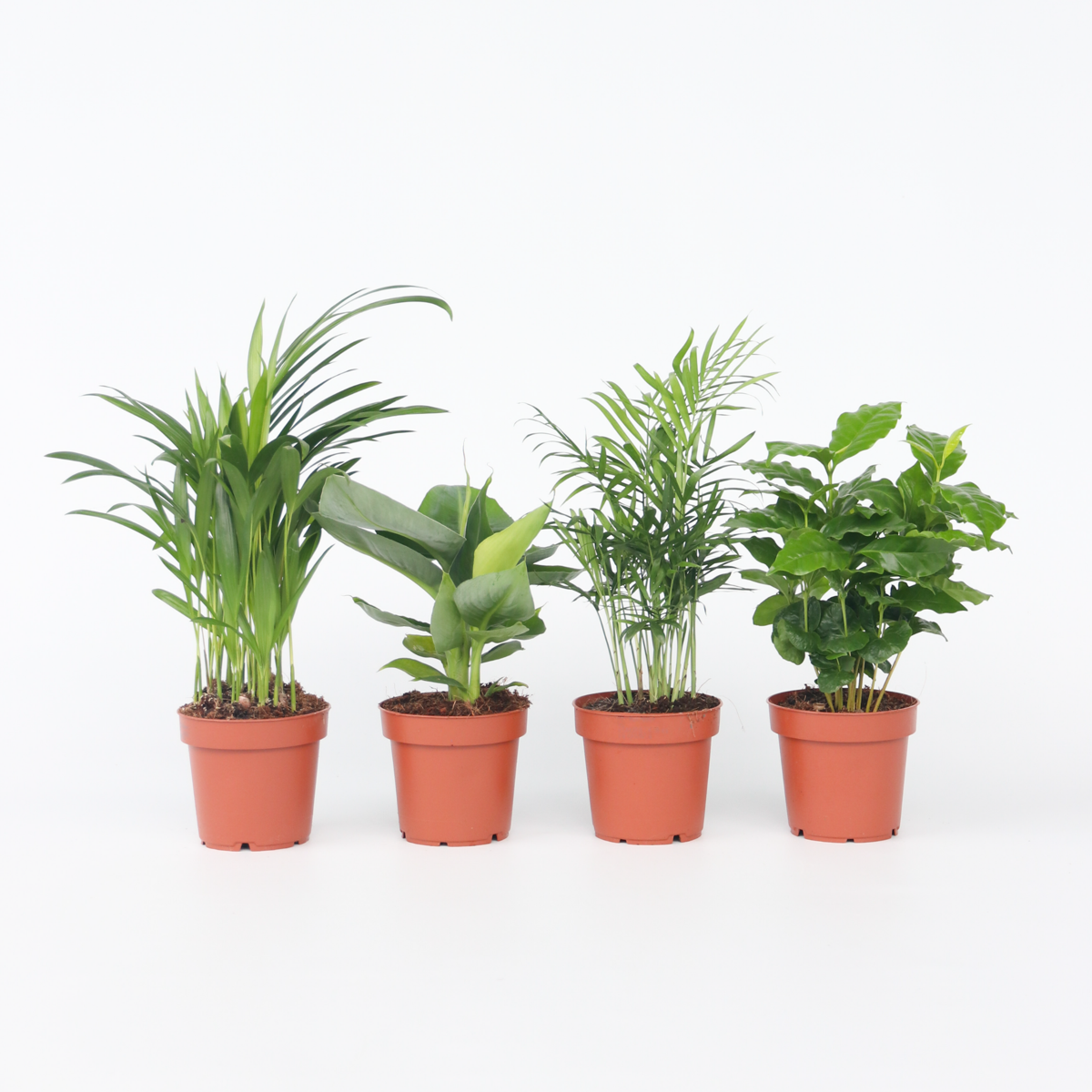 Trendy Home - Zimmerpflanzen-Set
