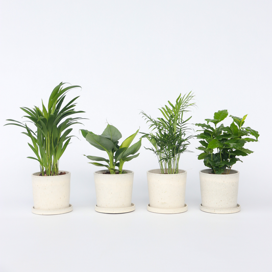 Trendy Home - Zimmerpflanzen-Set
