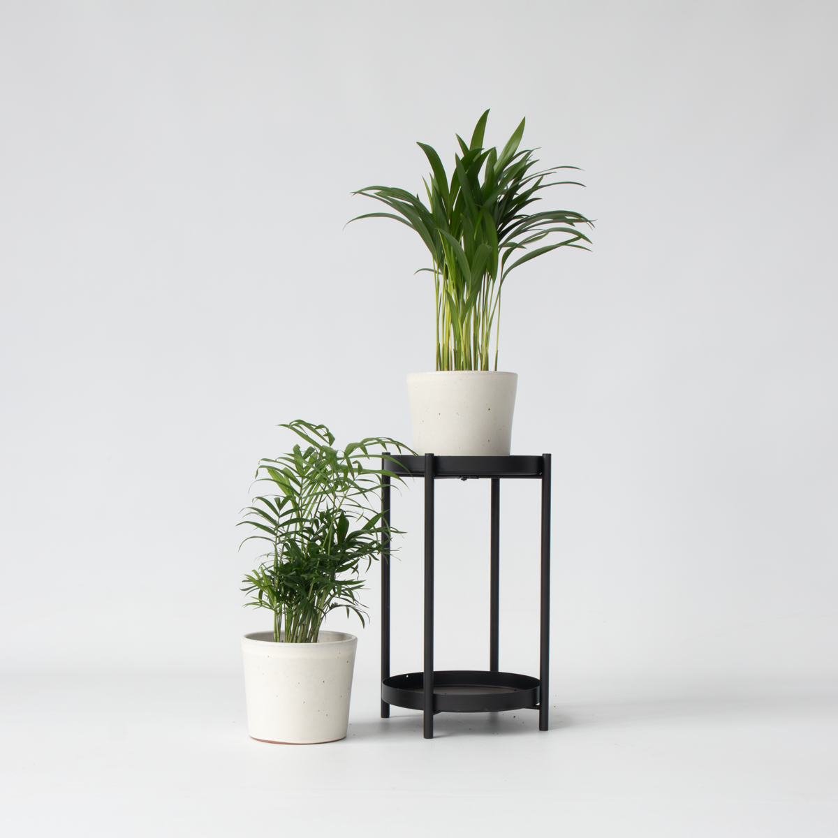 Minipalmen - 2er-Set - Dypsis, Chamaedorea