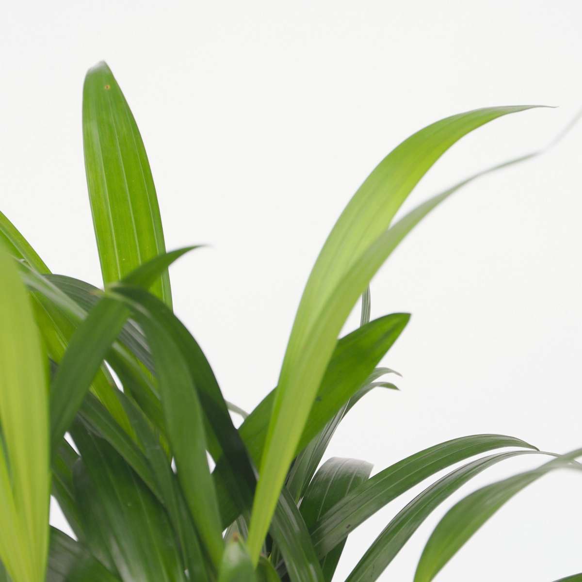 Minipalmen - 2er-Set - Dypsis, Chamaedorea