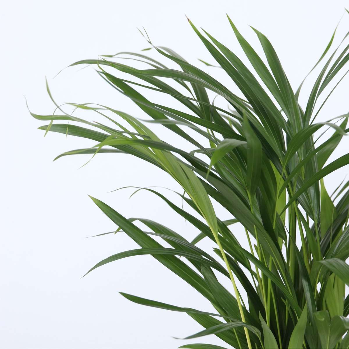 Areca, Chamaedorea - Mischung aus 2