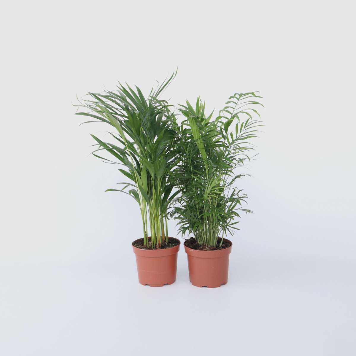Areca, Chamaedorea - Mischung aus 2