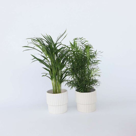Areca, Chamaedorea - Mischung aus 2