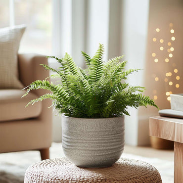 Nephrolepis Duffii - Krauser Farn