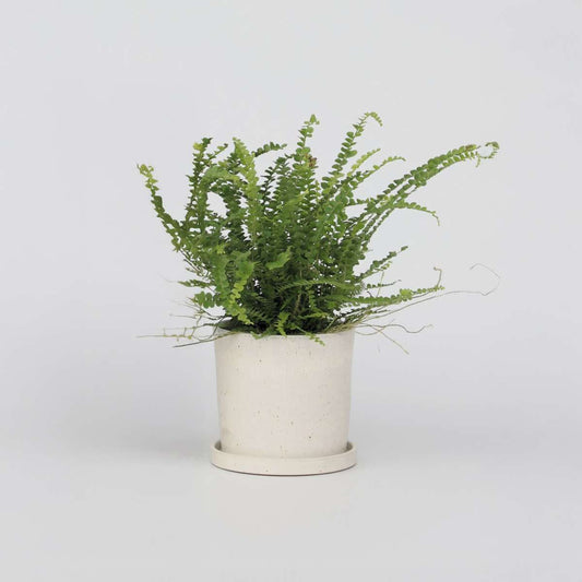 Nephrolepis Duffii - Krauser Farn