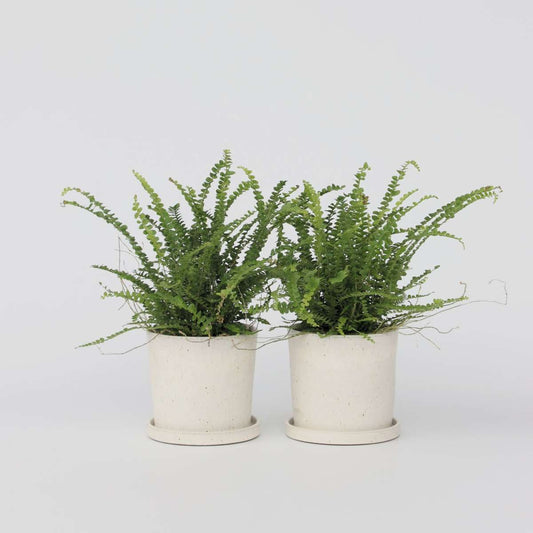 Nephrolepis Duffi - Krauser Farn - 2er Set