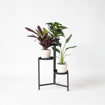 Groene kamerplanten 'Tropisch' - Mix van 3