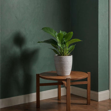 Philodendron 'Green Princess' - 2er-Set