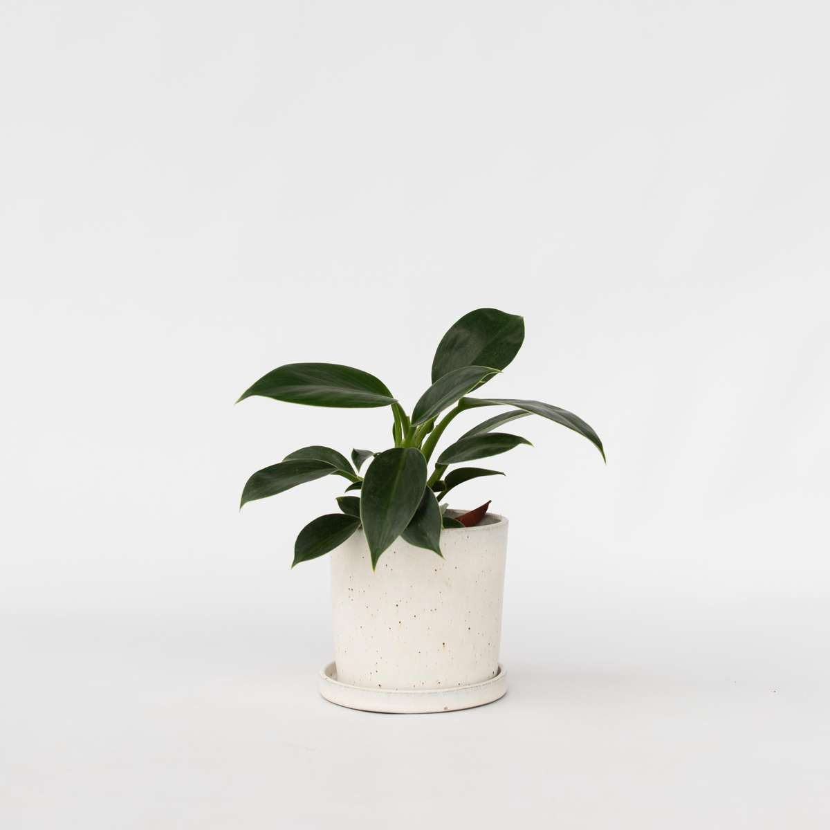 Philodendron 'Grüne Prinzessin'