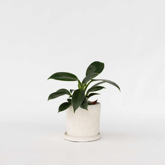 Philodendron 'Grüne Prinzessin'