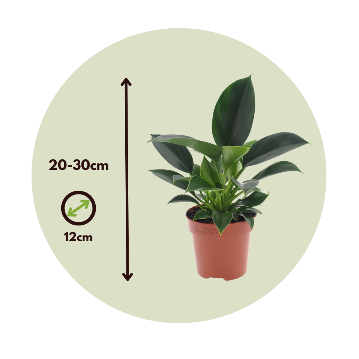 Philodendron 'Green Princess' - 2er-Set