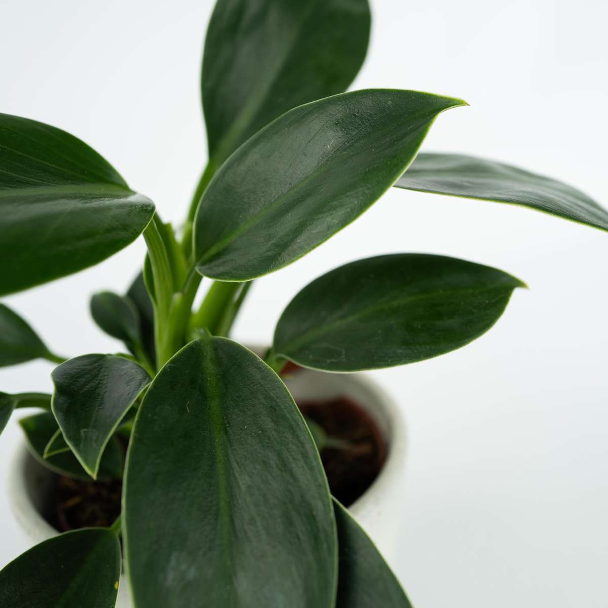 Philodendron 'Green Princess' - 2er-Set