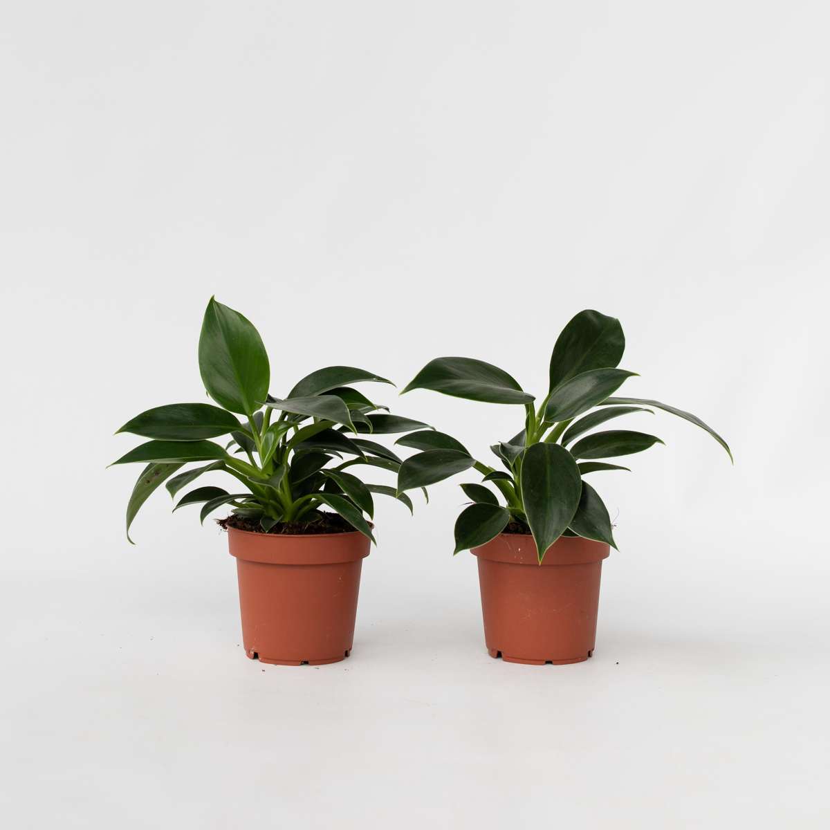 Philodendron 'Green Princess' - 2er-Set