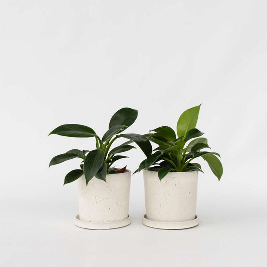 Philodendron 'Green Princess' - 2er-Set
