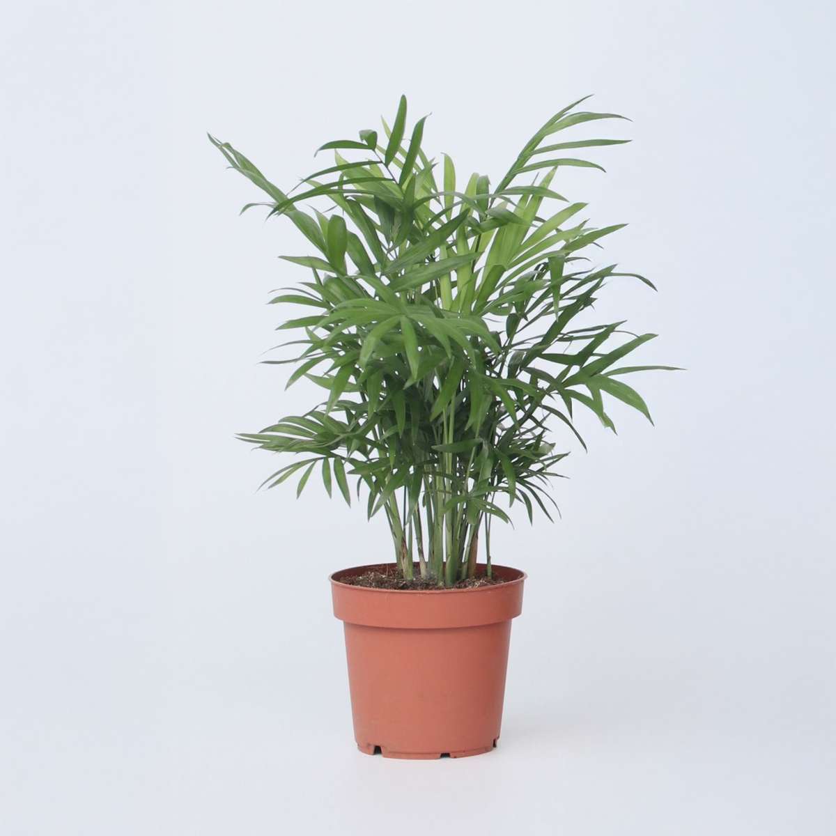 Chamaedorea elegans - Zwergpalme