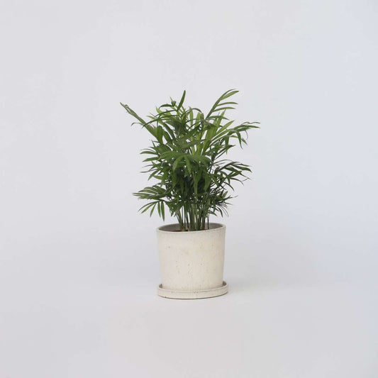 Chamaedorea elegans - Zwergpalme