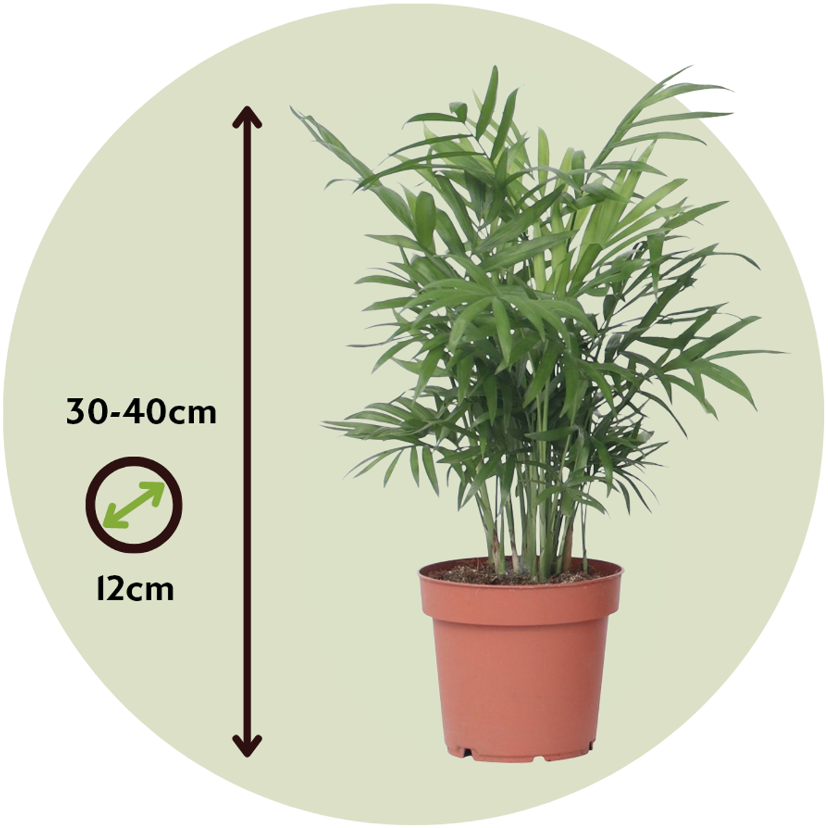 Chamaedorea elegans - Zwergpalme