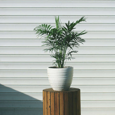 Chamaedorea elegans - 3er-Set - Zwergpalmen