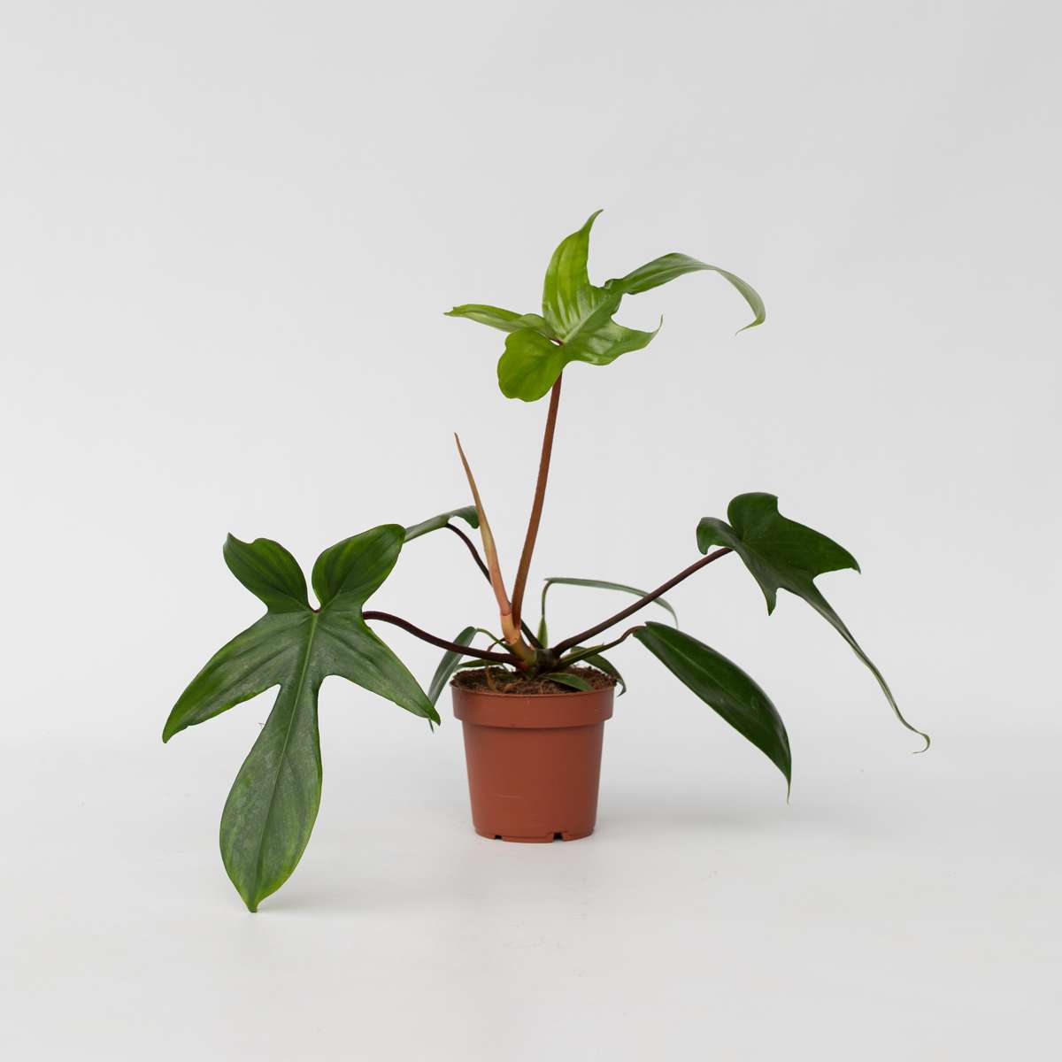 Philodendron 'Florida Green'