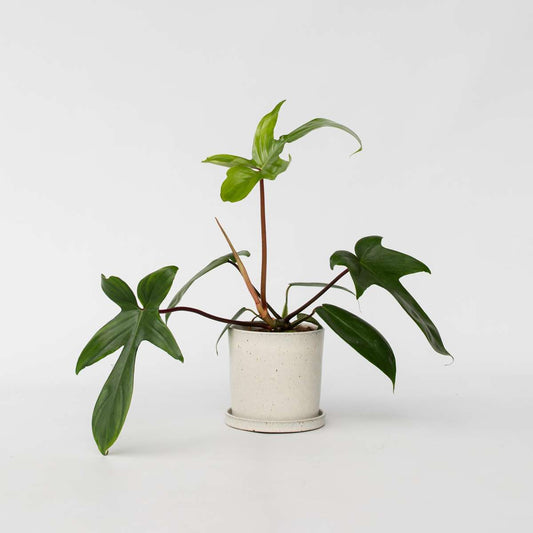 Philodendron 'Florida Green'